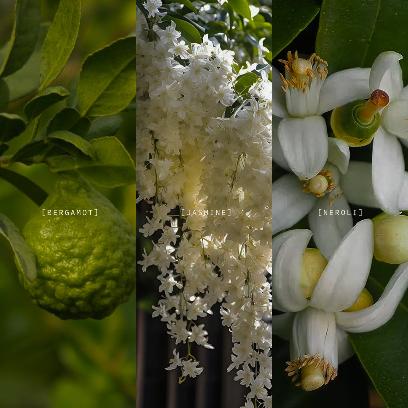 Bali fragrance notes