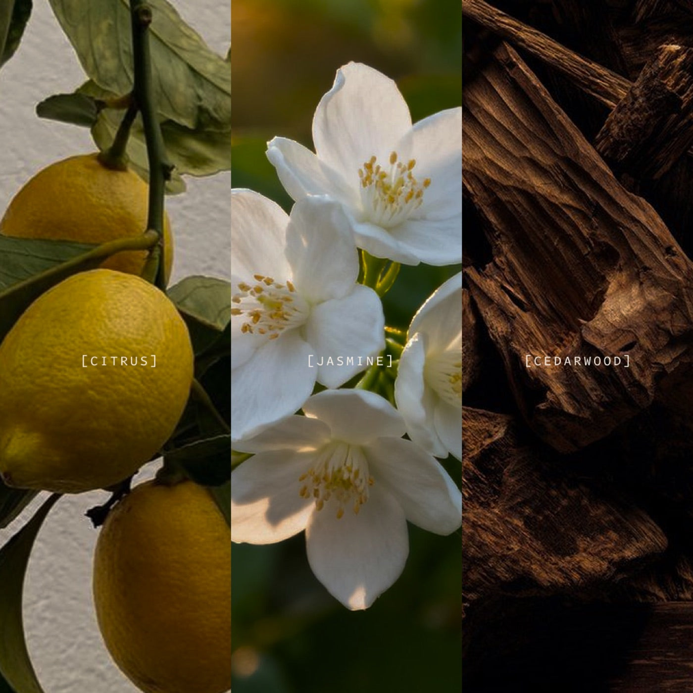 Capri fragrance notes
