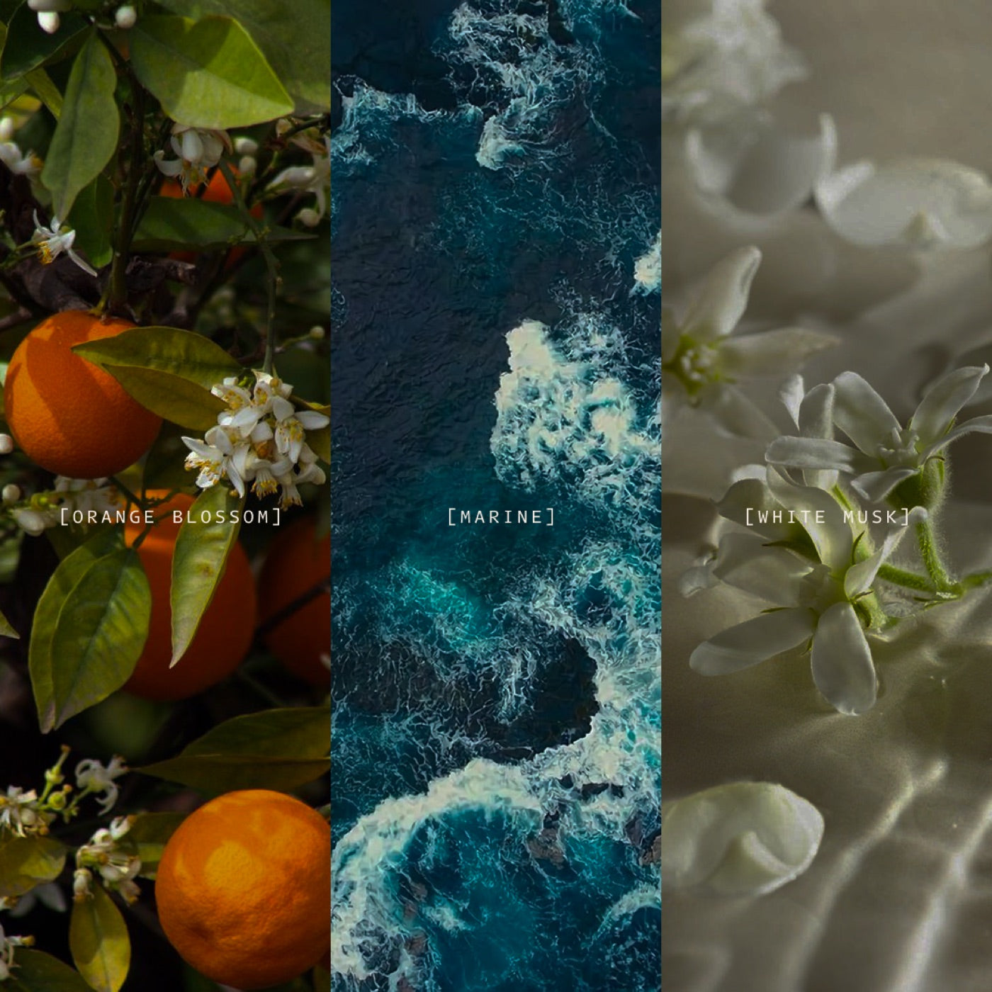 St Barths fragrance notes